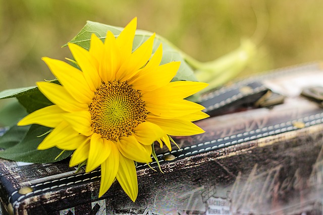 sunflower-1156539_640